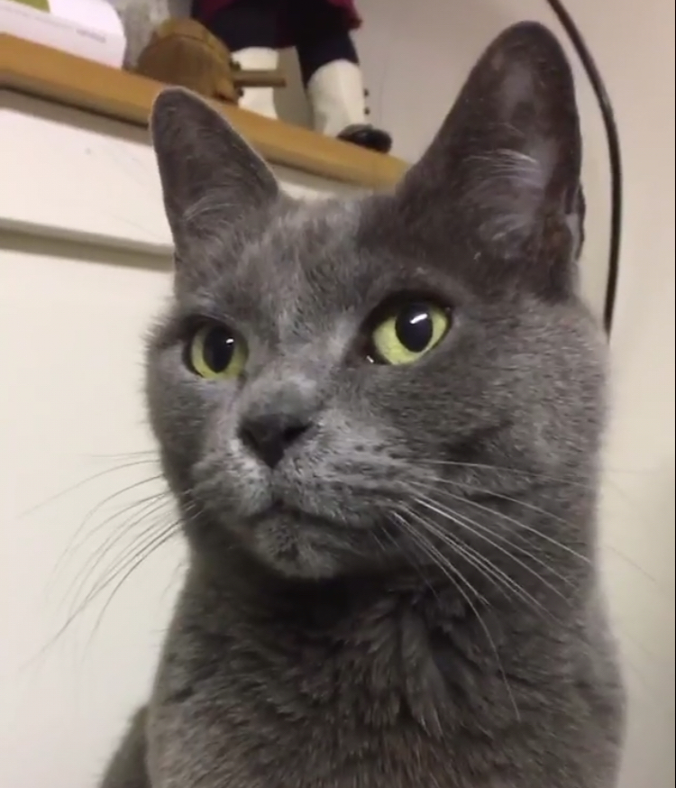 Image of Smokey, Lost Cat