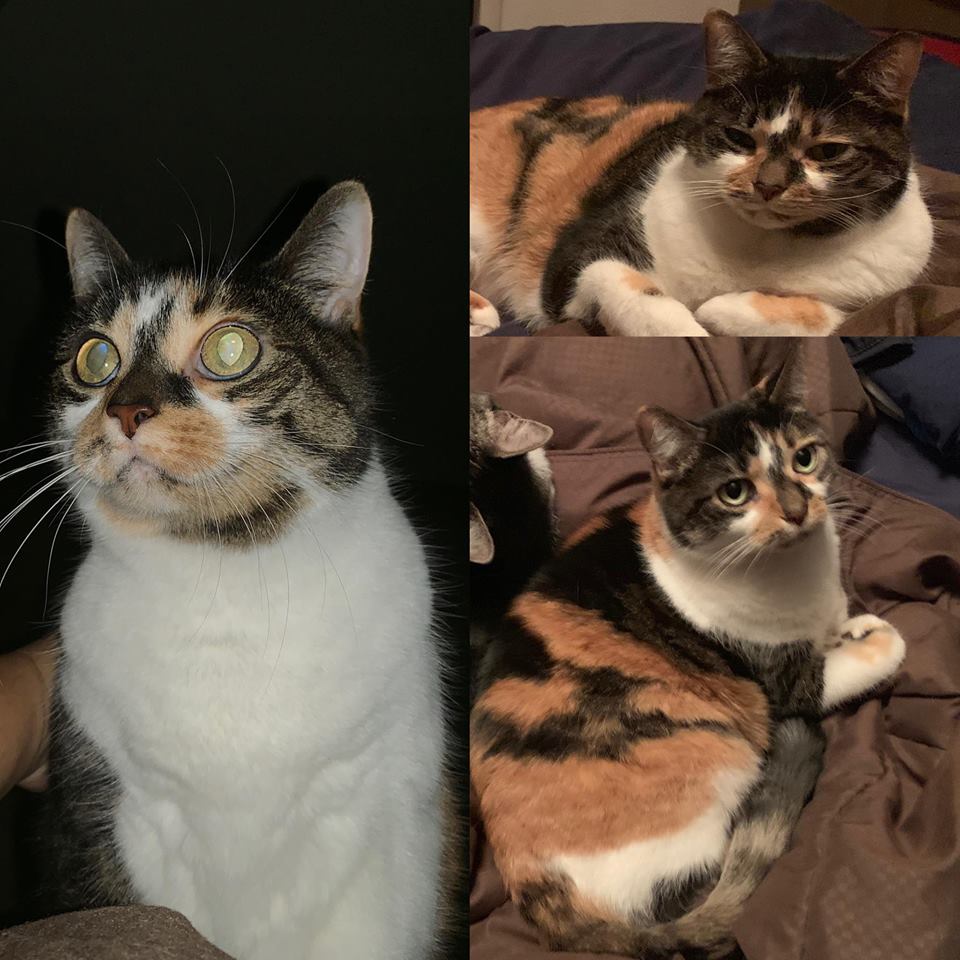 Image of Susie, Lost Cat