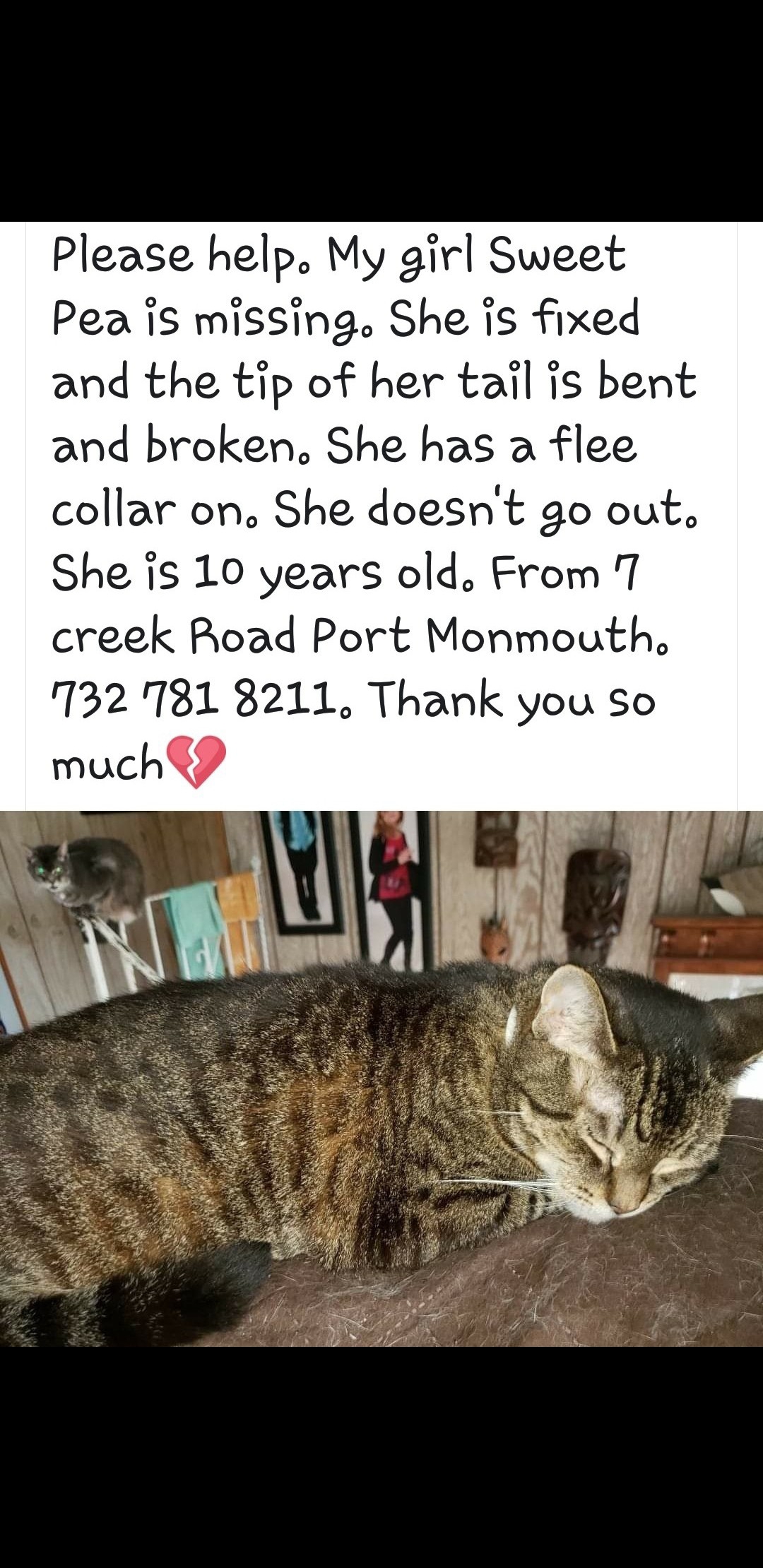Image of Sweet Pea, Lost Cat