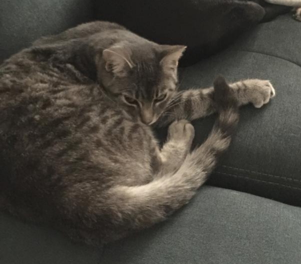 Image of Archer Kitty, Lost Cat