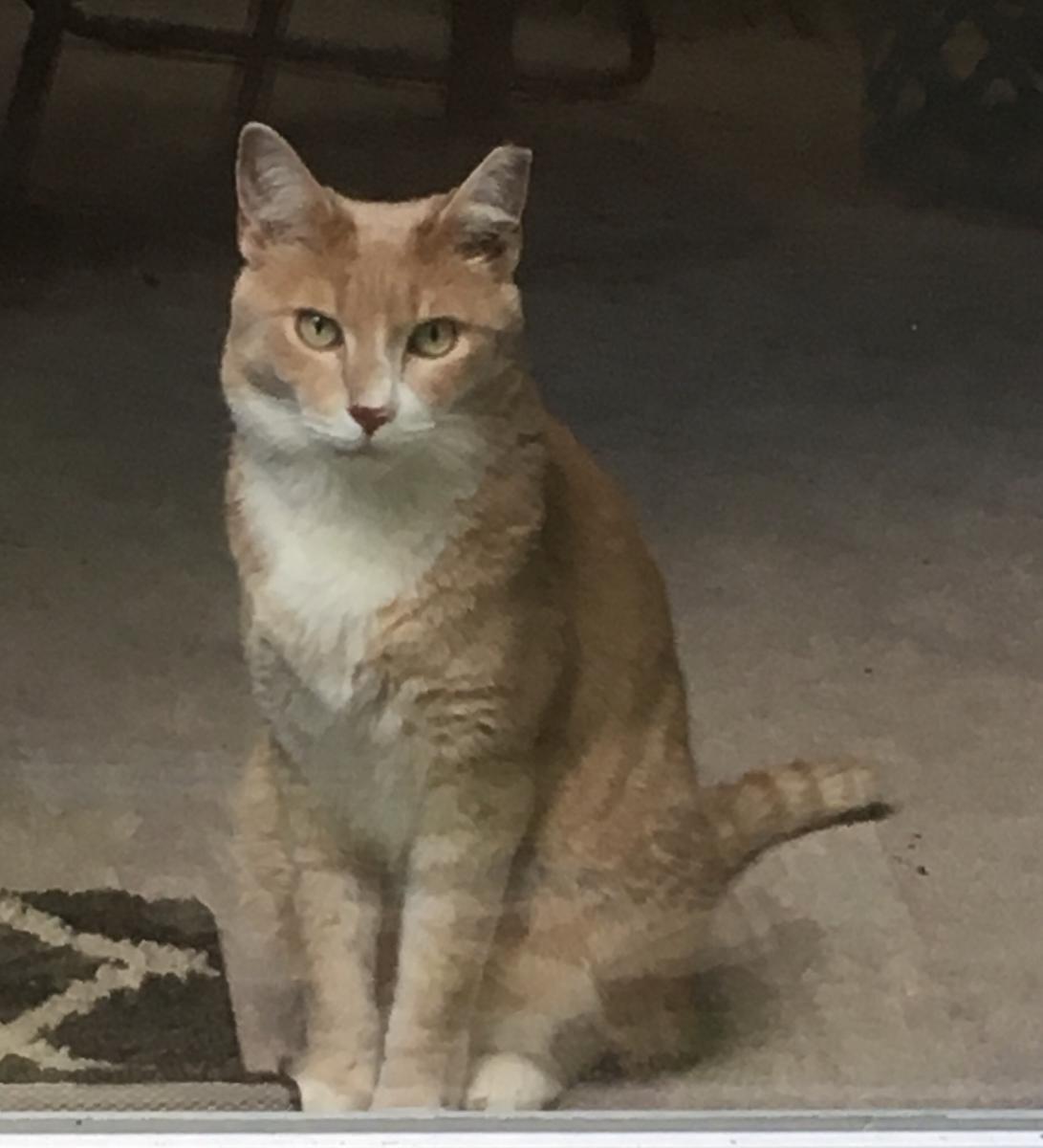Image of Skittles, Lost Cat