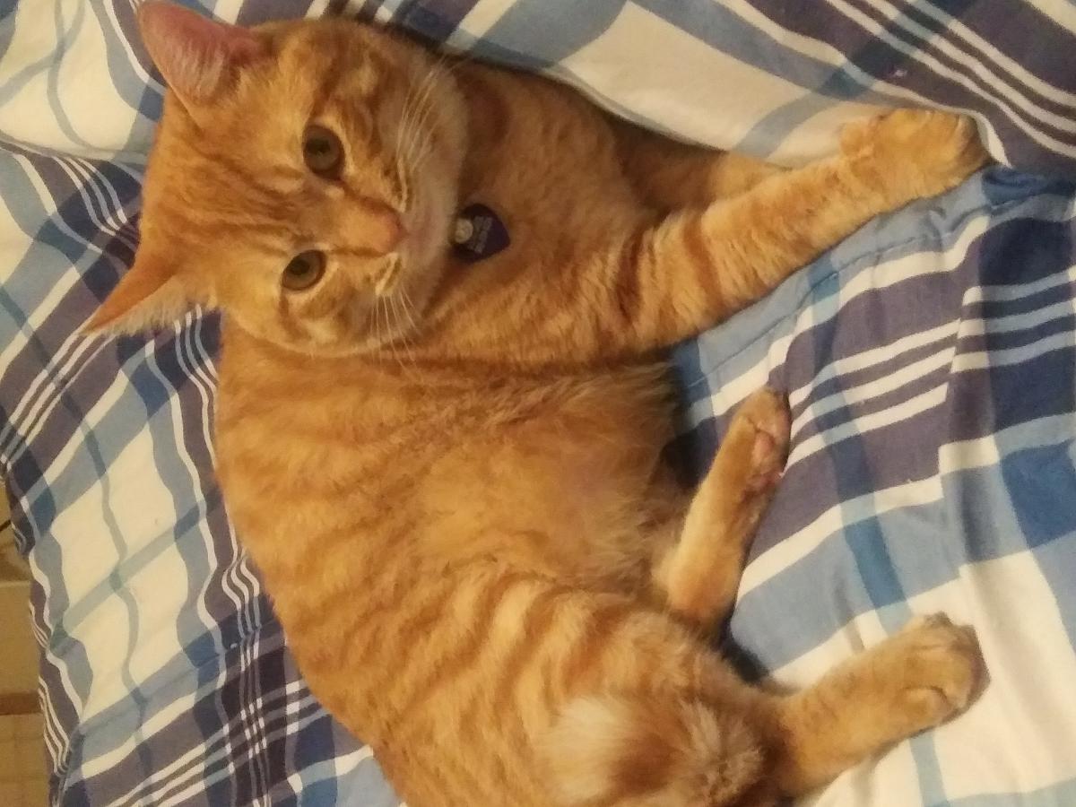 Lost Cat American Shorthair In West Columbia Sc Lost My Kitty