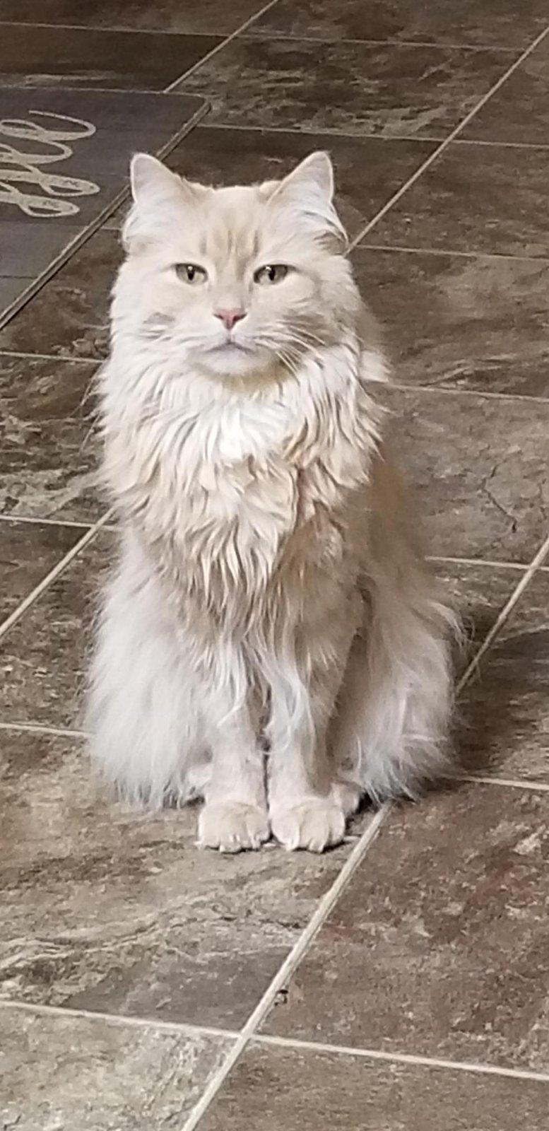 Image of Mr. Whiskers (Kitty), Lost Cat