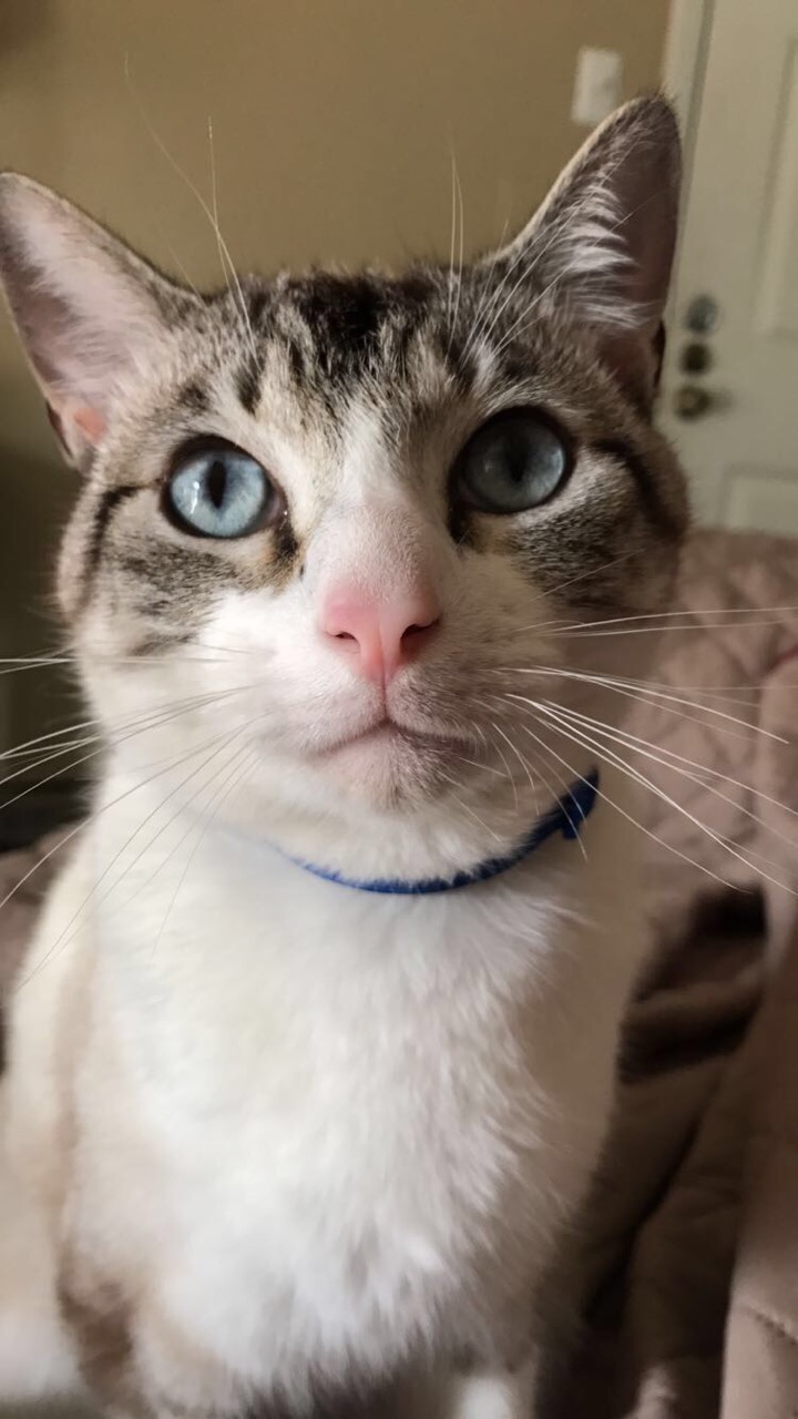 Image of Marbles, Lost Cat