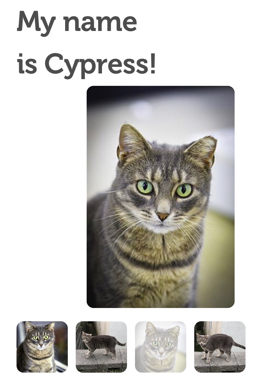 Image of Cypress, Lost Cat