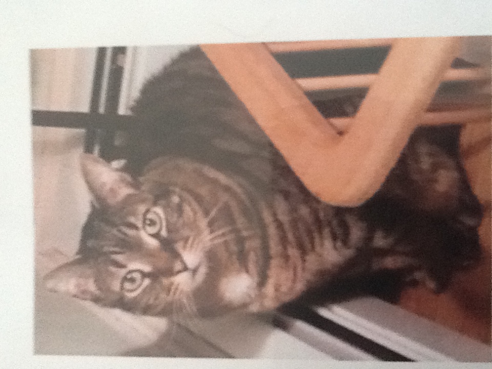 Image of Tucker - male/tabby, Lost Cat