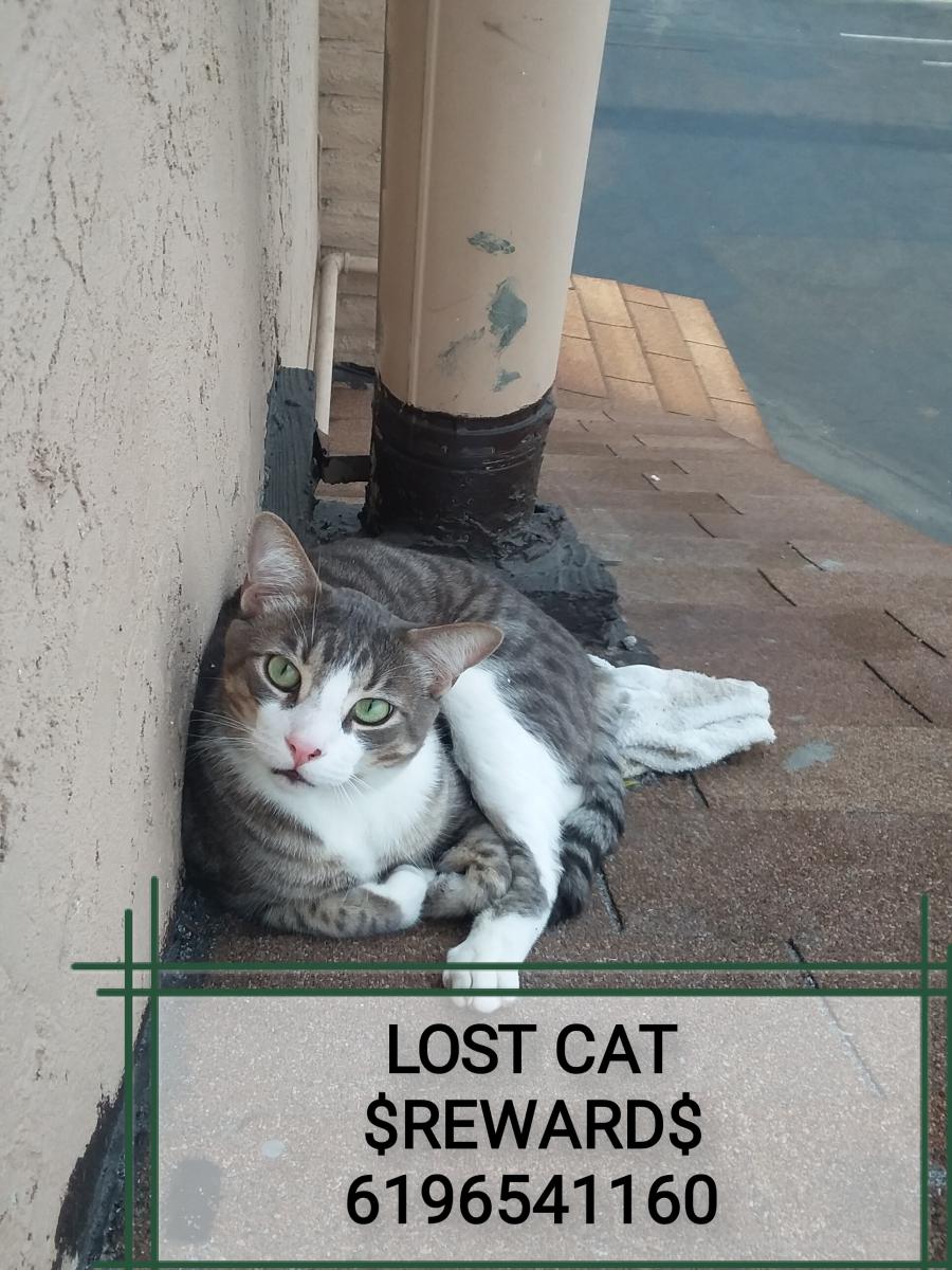 Image of Tiny, Lost Cat