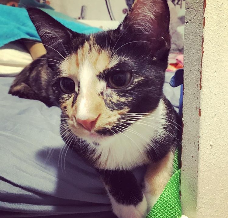 Image of Kitkat Lyon, Lost Cat