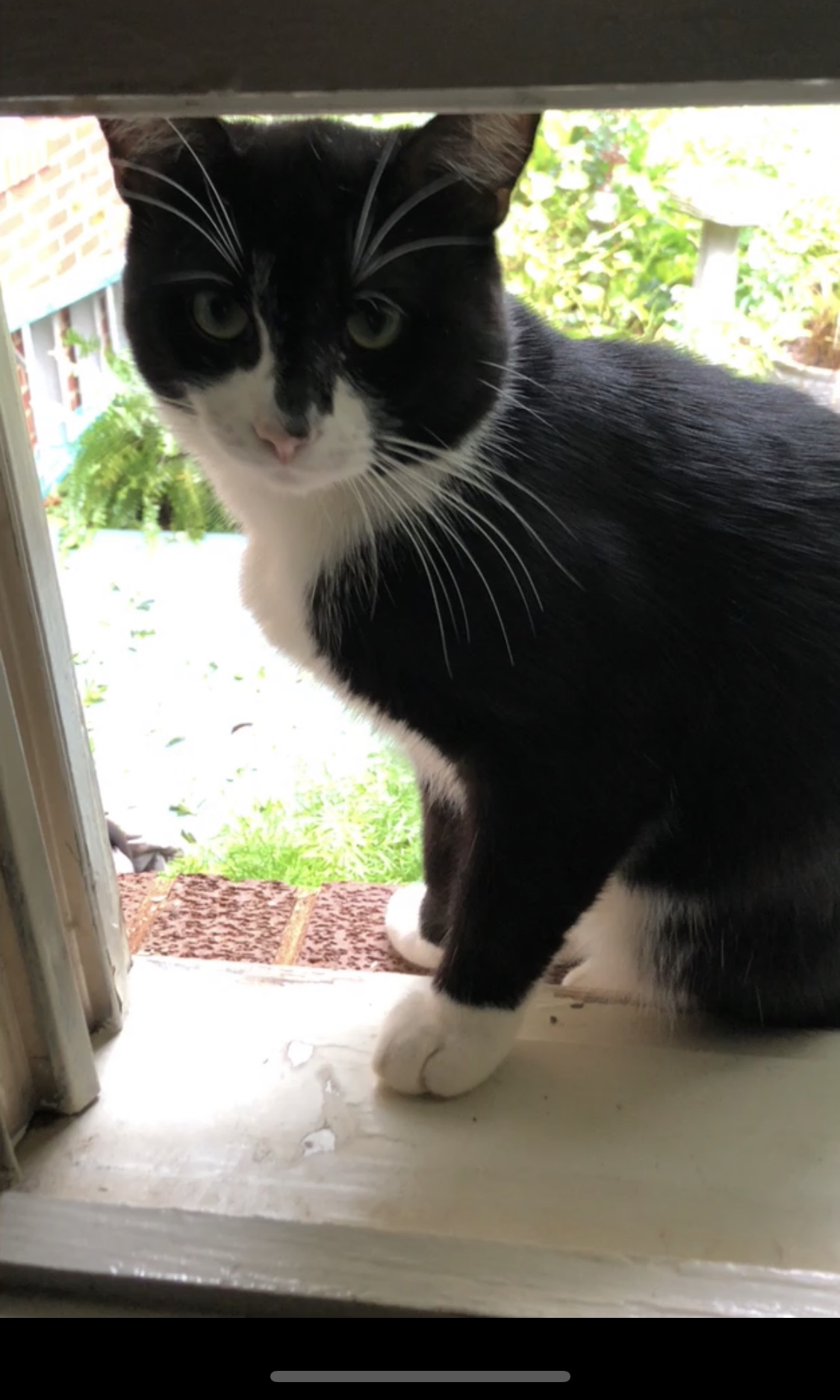 Lost Cat Other in HICKORY, NC Lost My Kitty