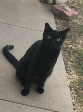 Image of Rizzo, Lost Cat