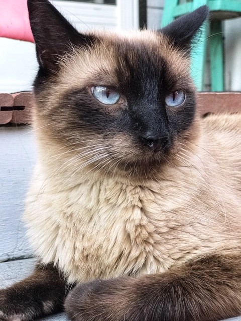 Image of Stewie, Lost Cat