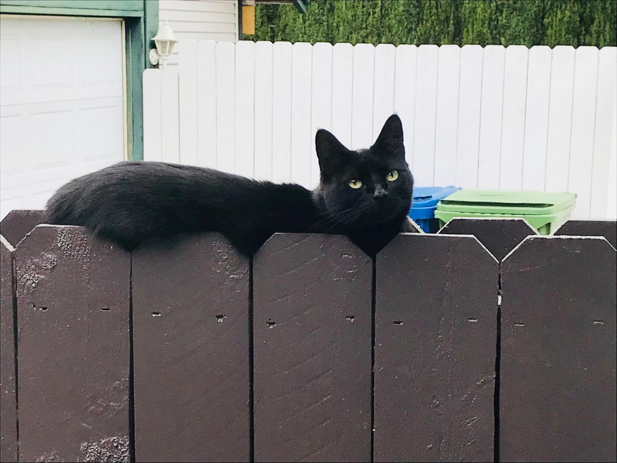 Image of Raven, Lost Cat