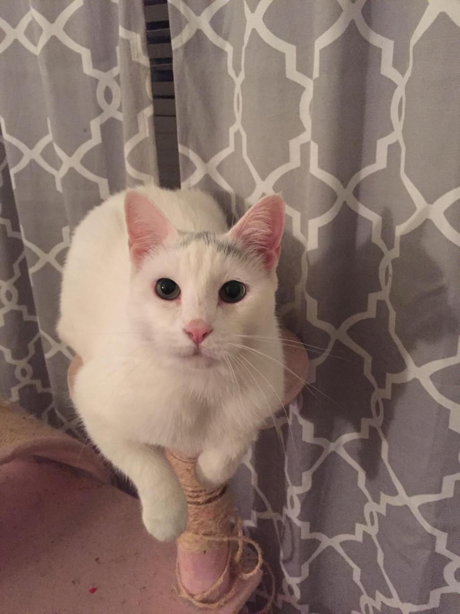 Image of PALOMA, Lost Cat