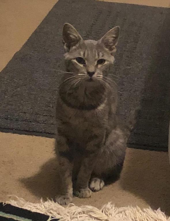 Image of Sweety, Lost Cat