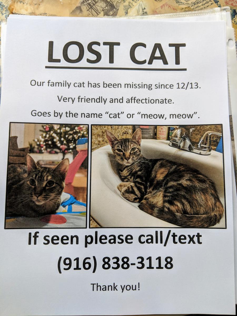 Image of Cat, Lost Cat
