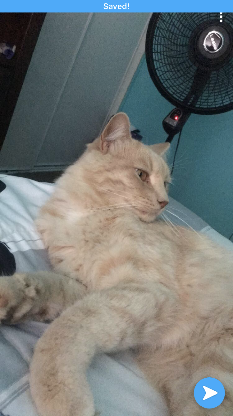 Image of Chubs, Lost Cat