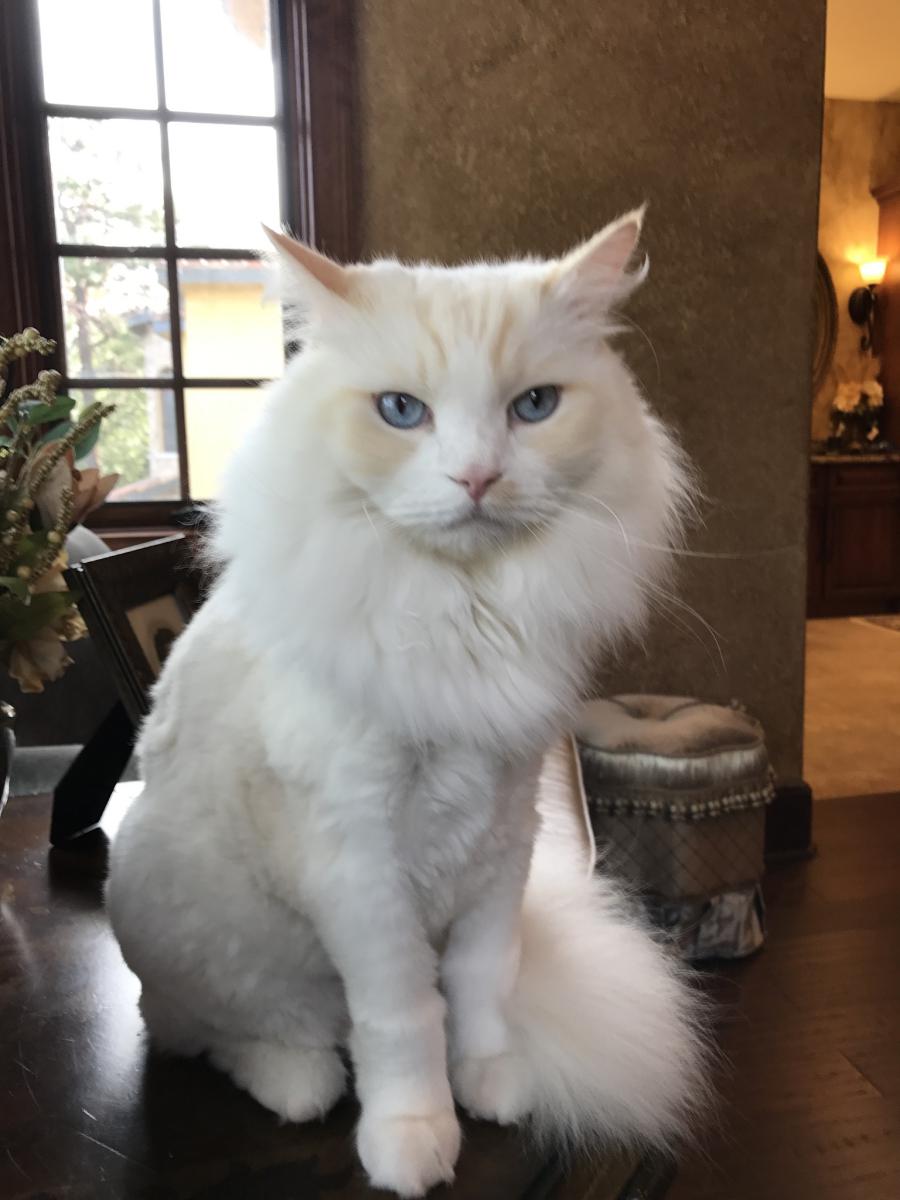 Image of Gatsby, Lost Cat