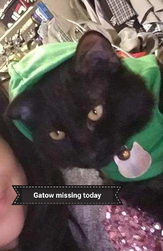 Image of Gatow tom, Lost Cat