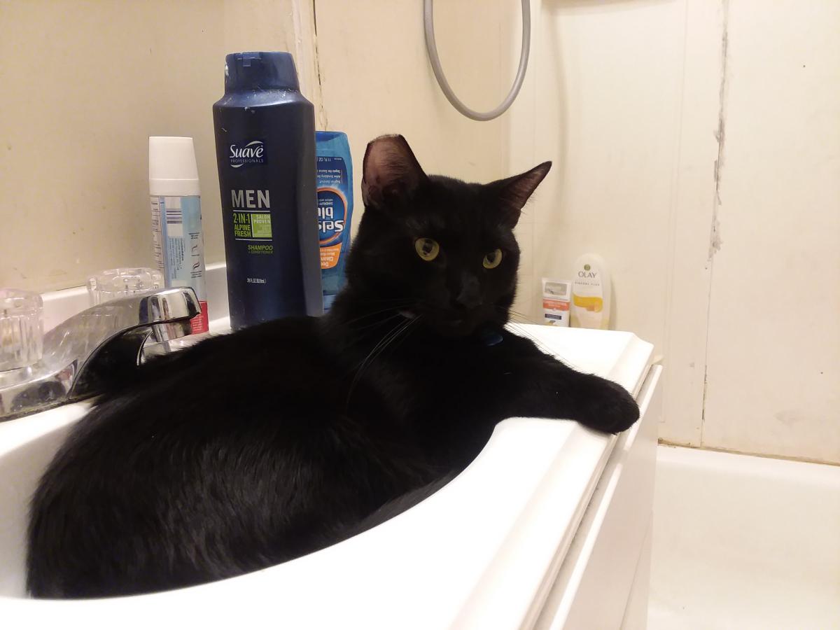 Image of Midnight  Storm, Lost Cat