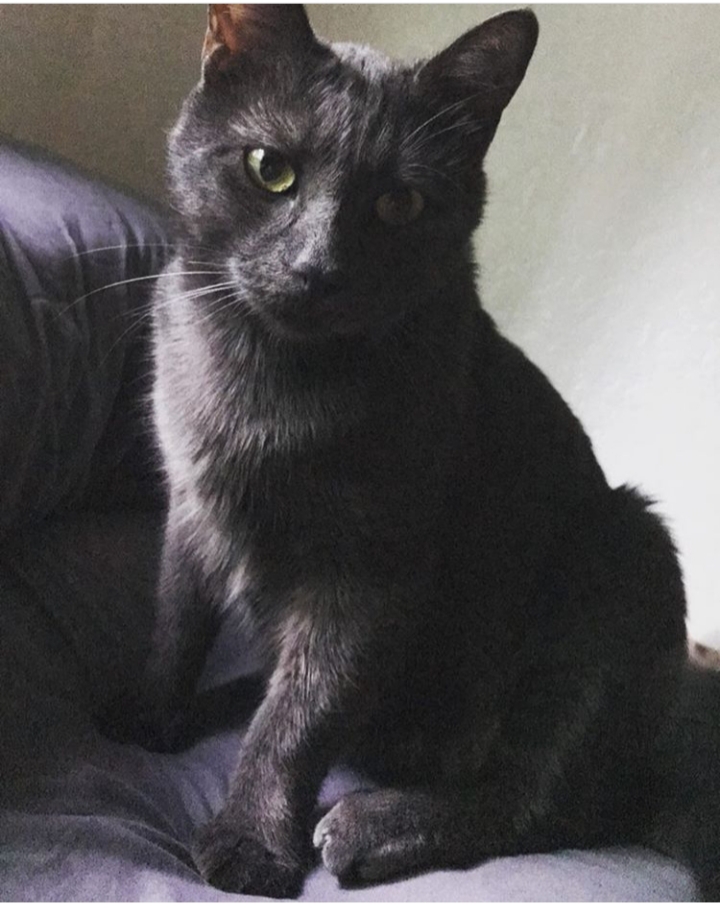 Image of Paco, Lost Cat