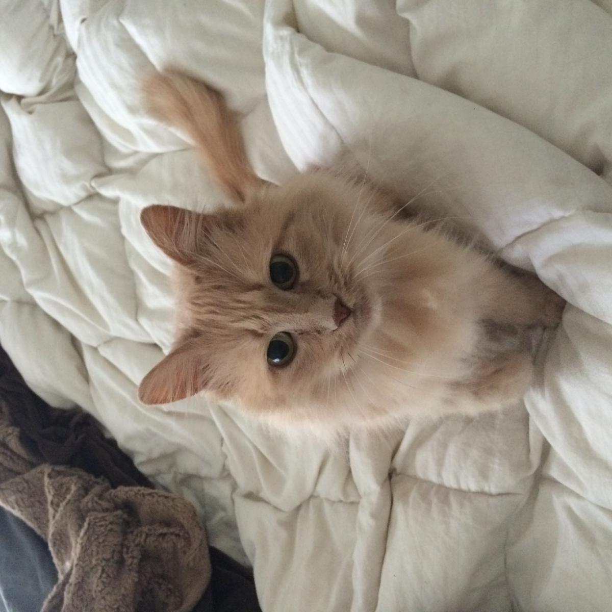 Image of Muffin, Lost Cat
