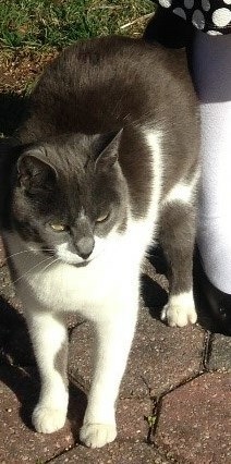 Image of Cloudy, Lost Cat