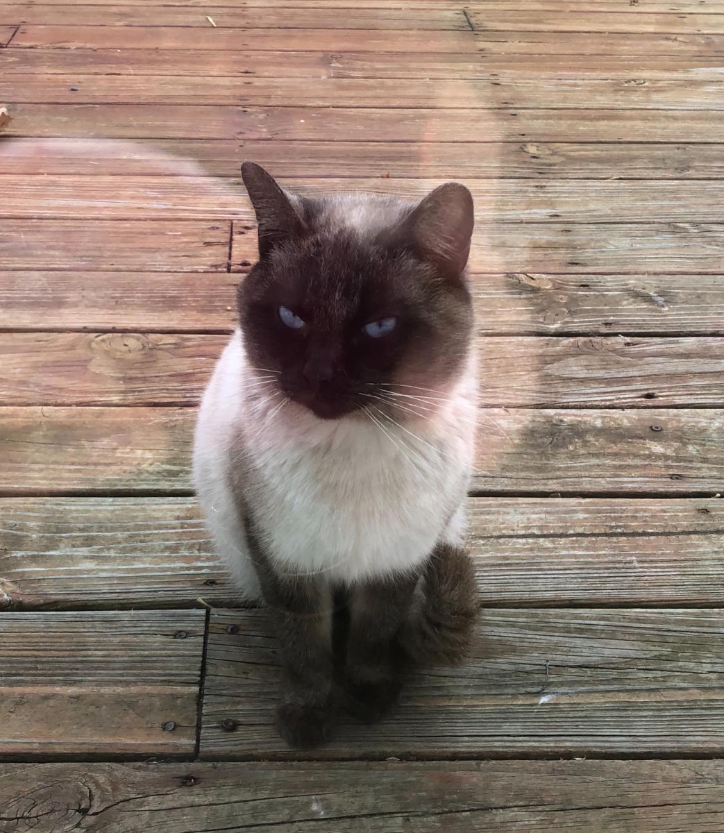 Image of Siamese cat, Found Cat