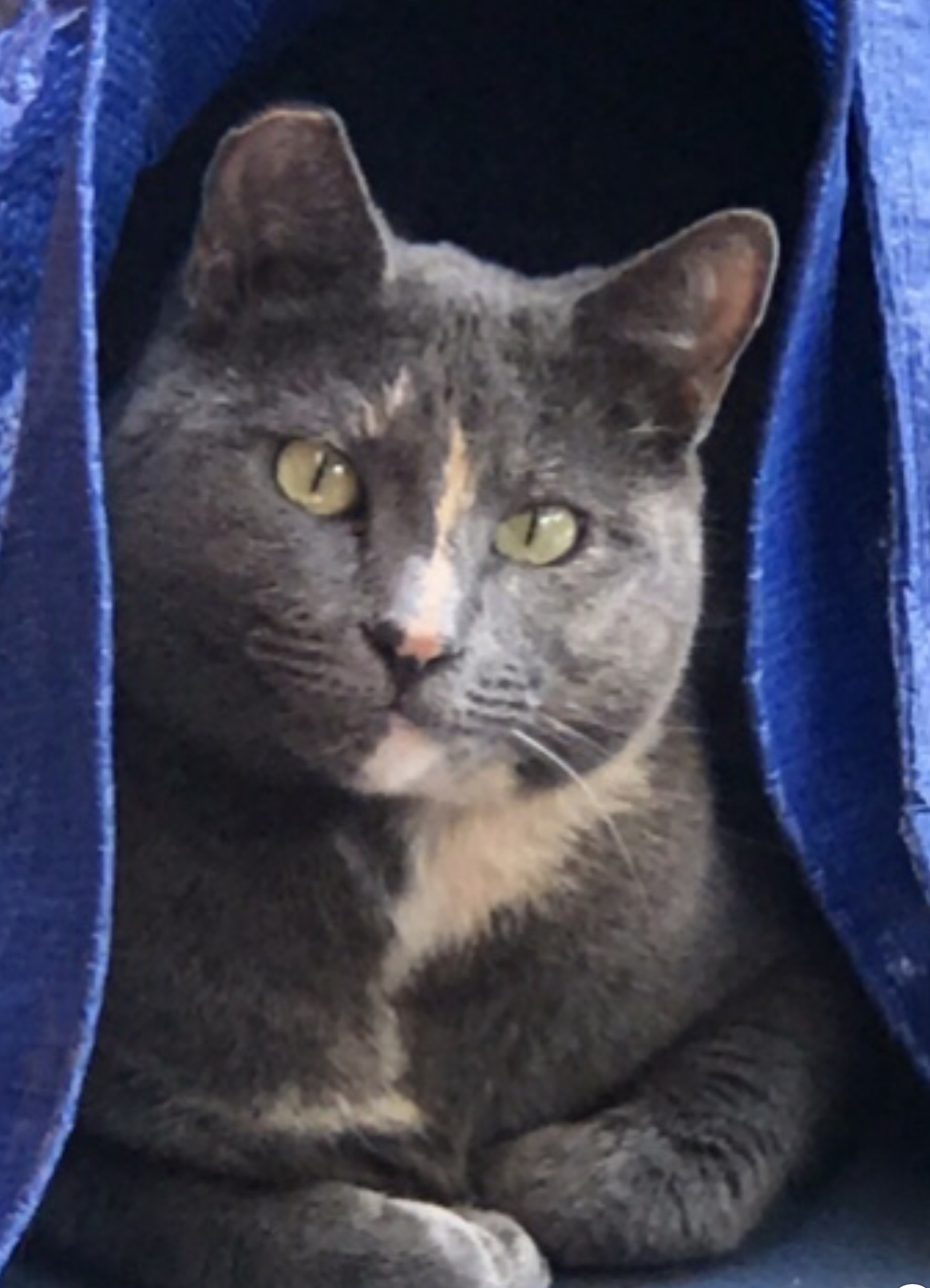Image of Kee Chi, Lost Cat