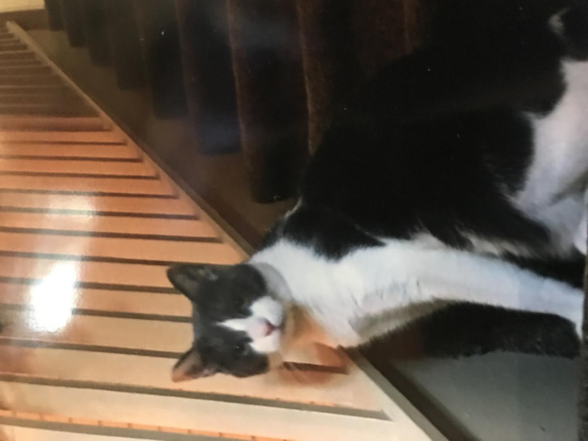 Image of Kawi, Lost Cat