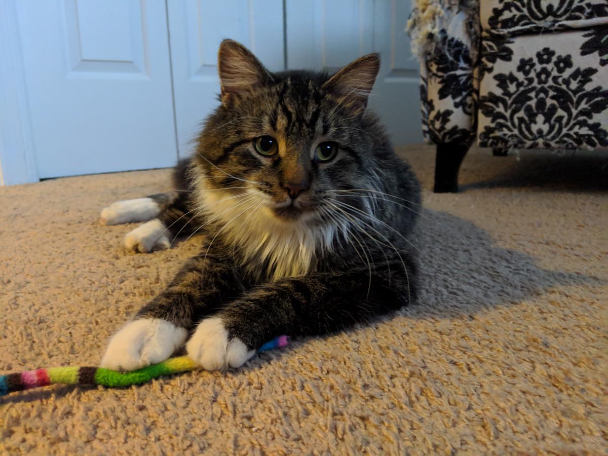 Found Cat Norwegian Forest Cat in LOCKPORT, IL Lost My Kitty
