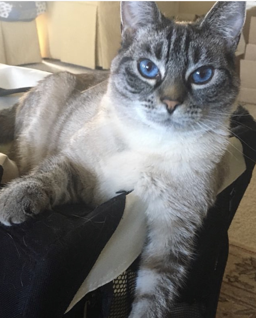 Image of BRONWYN, Lost Cat