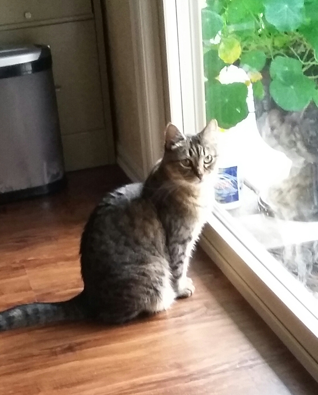 Image of Kit, Lost Cat