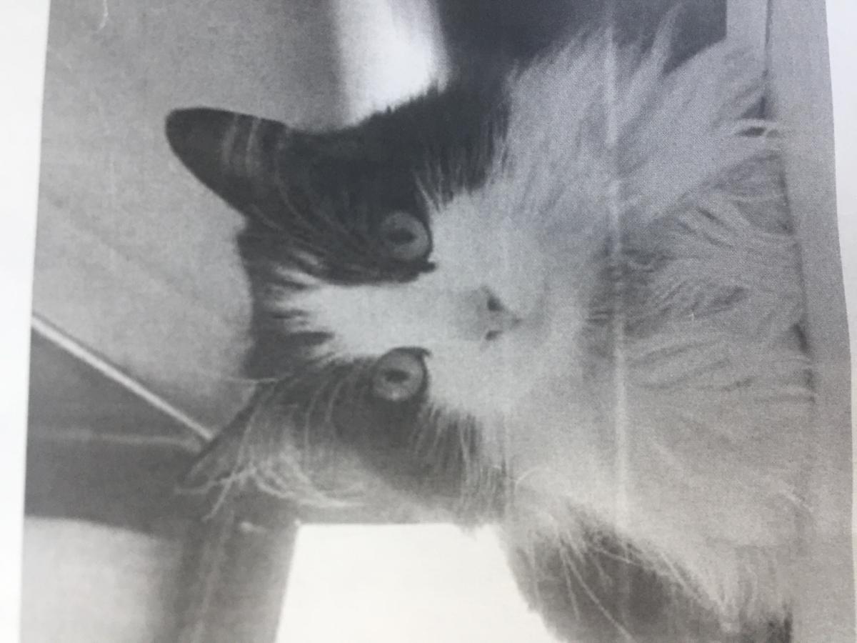 Image of Isabella, Lost Cat