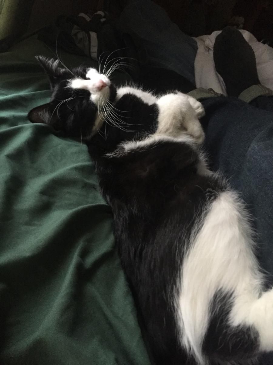 Image of Poe, Lost Cat