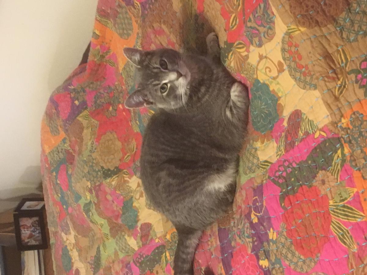 Image of McKinley, Lost Cat