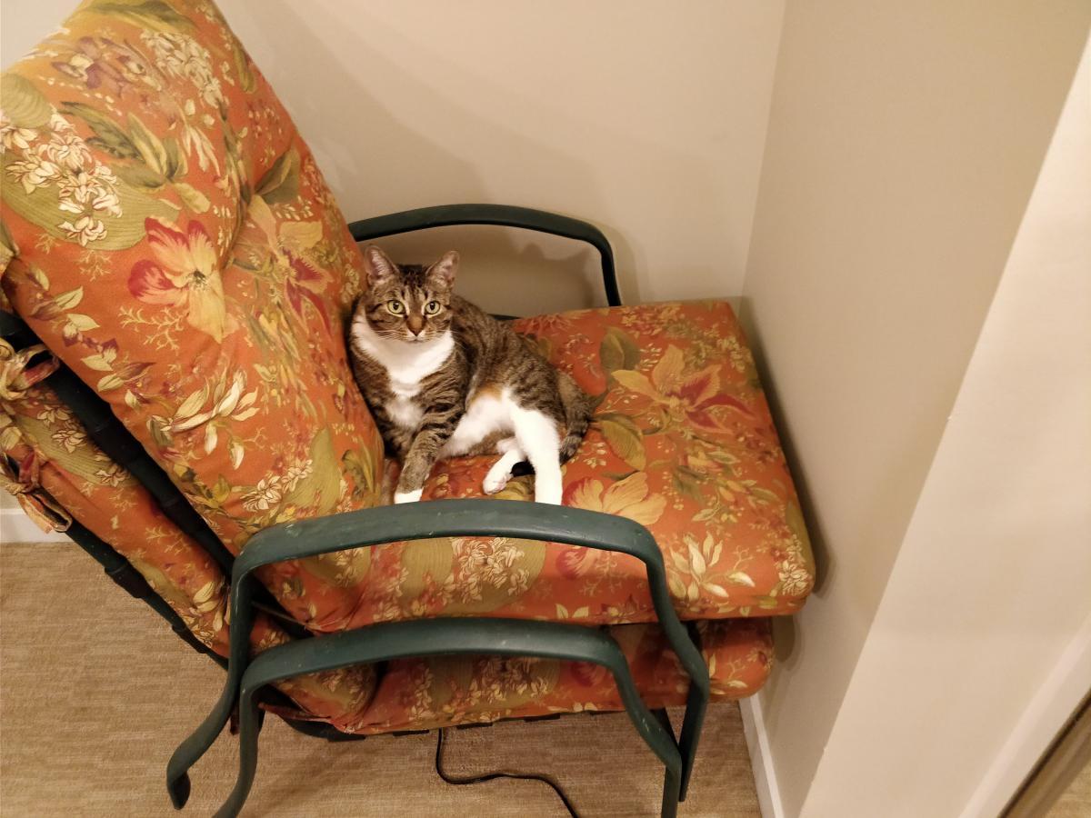 Image of Melody, Lost Cat