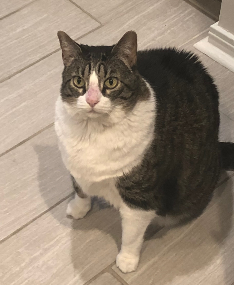 Image of Scout, Lost Cat