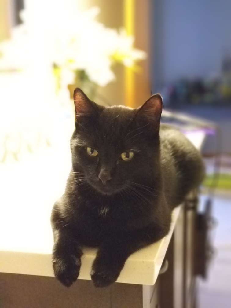Image of Spook, Lost Cat