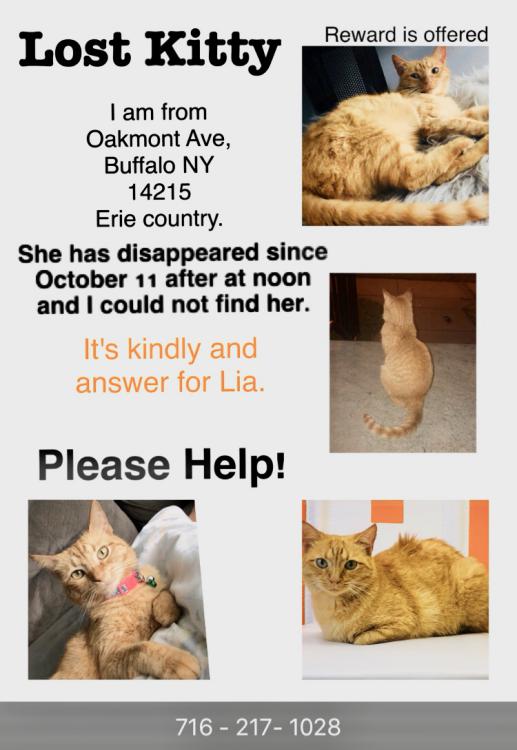 Image of Lia, Lost Cat
