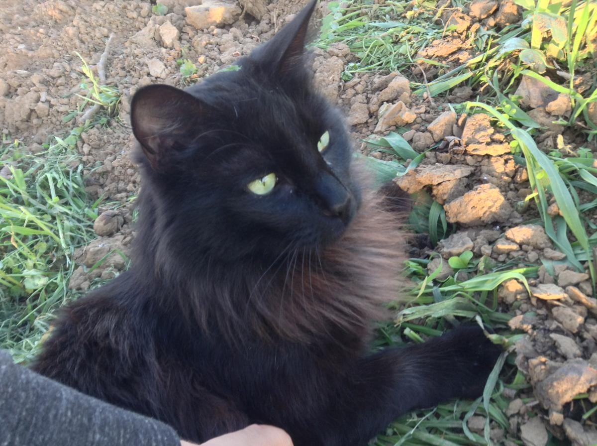 Image of Mr Silky, Lost Cat