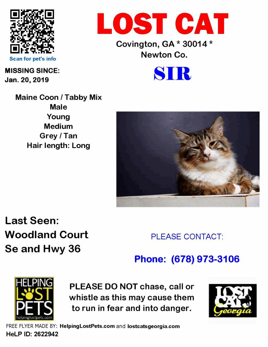 Image of Sir, Lost Cat