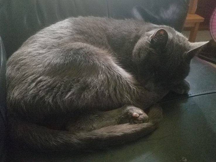 Image of Gray-C, Lost Cat