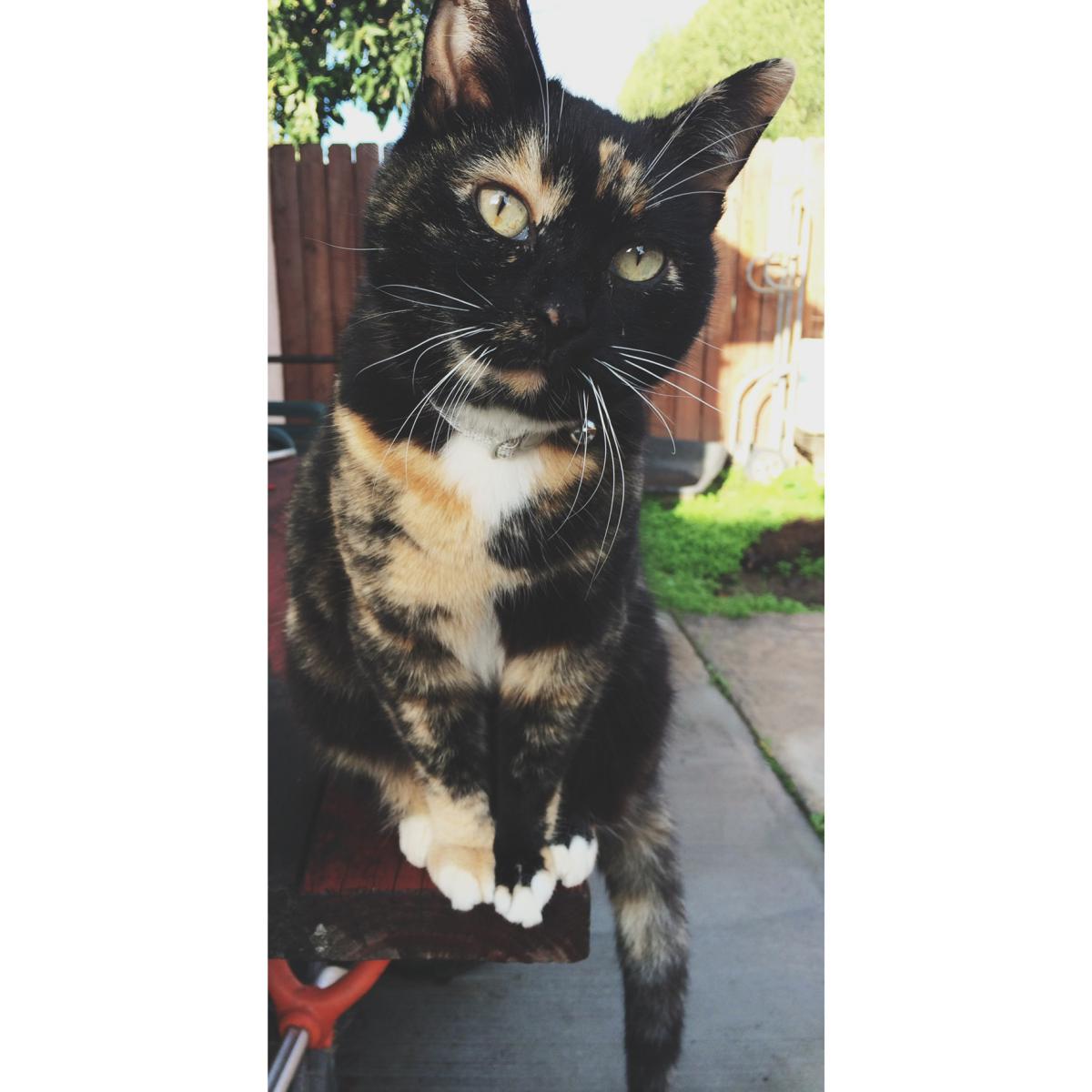 Image of Candy, Lost Cat