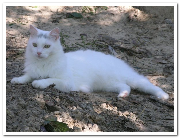Image of Sugarbear, Lost Cat