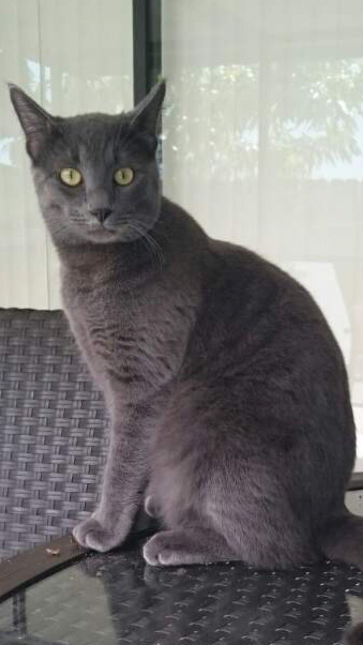 Image of Ashy, Lost Cat