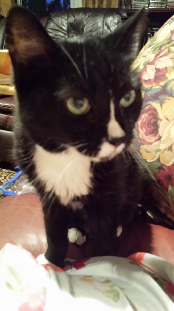 Image of Tuxie, Lost Cat