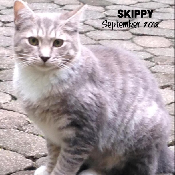 Image of SKIPPY, Lost Cat