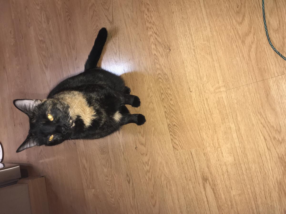 Image of Melly, Lost Cat