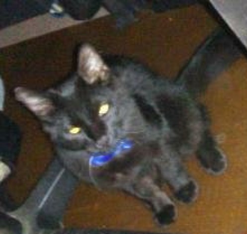 Image of CutiePatootie, Lost Cat