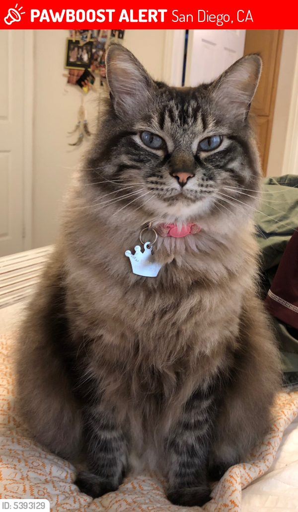 Image of Bella, Lost Cat